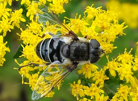 Eristalis dimidiata Eristalis dimidiata